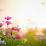 240_F_232319842_l6WYNszPQqyFoltf0x904qctIUpztmuU